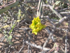 Cylindropuntia thurberi