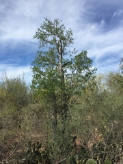 Forchhammeria watsonii