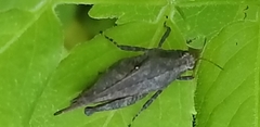 Tettigidea lateralis