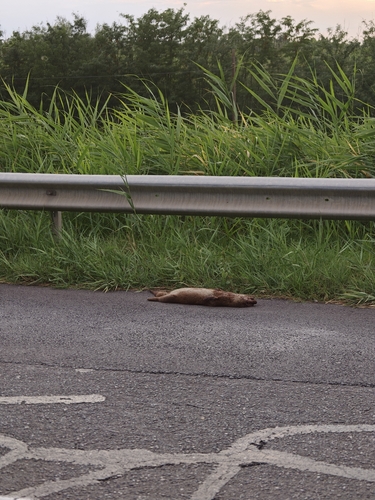 Eurasian Otter