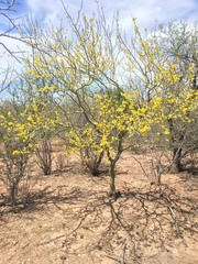 Parkinsonia