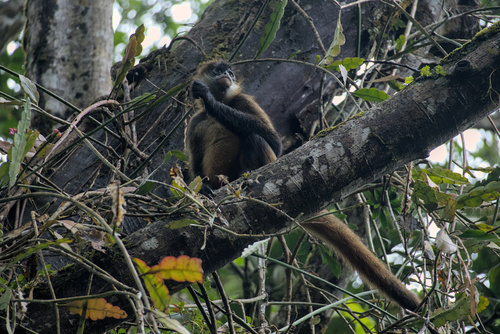 Central American Spider Monkey