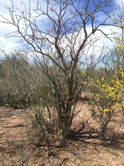 Fouquieria macdougalii