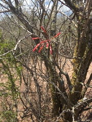 Fouquieria macdougalii