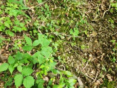 Taenidia integerrima, photograph (c) Summit Metro Parks, some rights reserved (CC BY)