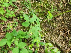Taenidia integerrima, photograph (c) Summit Metro Parks, some rights reserved (CC BY)