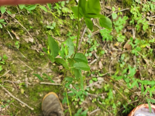 Taenidia integerrima, photograph 2