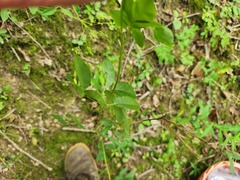 Taenidia integerrima, photograph (c) Summit Metro Parks, some rights reserved (CC BY)
