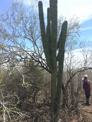 Pachycereus pecten-aboriginum