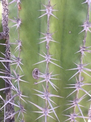 Pachycereus pecten-aboriginum
