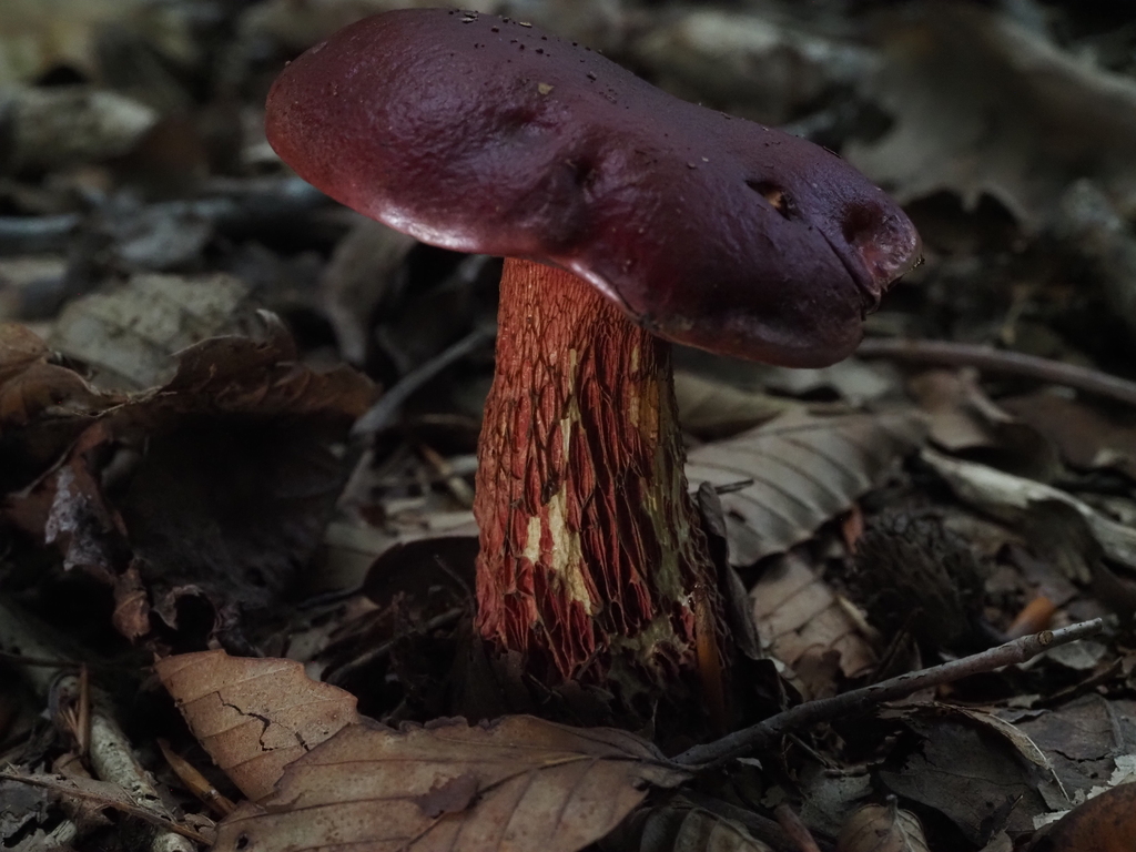 Frost's Bolete · July 2026 · photo: Photo: (c) Summit Metro Parks, some rights reserved (CC BY) · iNaturalist