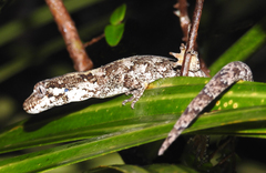 Mokopirirakau granulatus