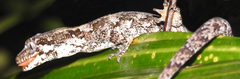 Mokopirirakau granulatus