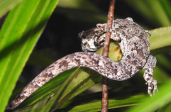 Mokopirirakau granulatus