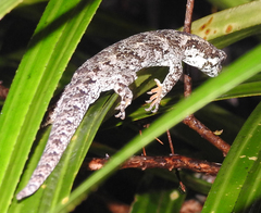 Mokopirirakau granulatus