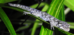 Mokopirirakau granulatus