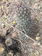 Mammillaria sheldonii
