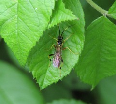 Polytribax contiguus