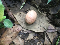 Nyctidromus albicollis