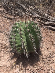 Ferocactus herrerae