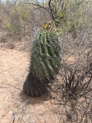 Ferocactus herrerae
