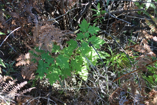 Solanum aculeatissimum, photograph 1