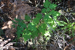 Solanum aculeatissimum