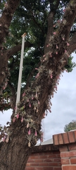 Tillandsia recurvifolia, photograph (c) Pablo H Capovilla, some rights reserved (CC BY)