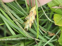 Carex limosa, photograph (c) Norma Malinowski, some rights reserved (CC BY)