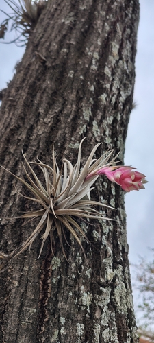 Tillandsia recurvifolia, photograph 4