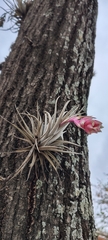 Tillandsia recurvifolia, photograph (c) Pablo H Capovilla, some rights reserved (CC BY)
