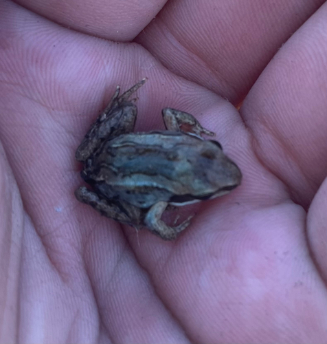 Wood Frog