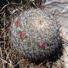 Mammillaria haageana haageana