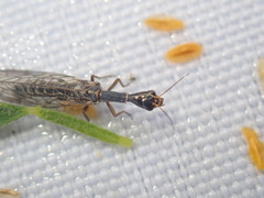 Xanthostigma xanthostigma