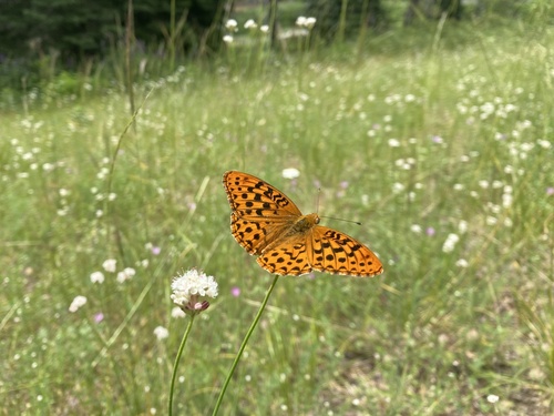 iNaturalist observation photo of Greater Fritillaries