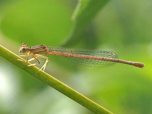 White Featherleg, photo 2 of 9