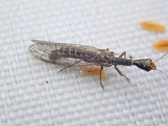 Xanthostigma xanthostigma