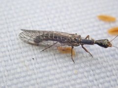 Xanthostigma xanthostigma