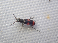 Anthocomus fasciatus