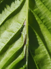 Aceria tenella