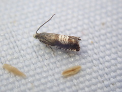 Grapholita compositella