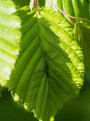 Aceria tenella