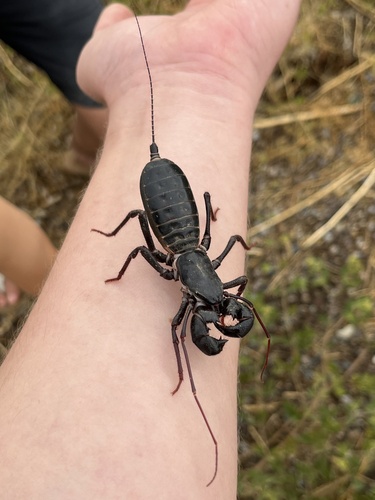 Giant Vinegaroon