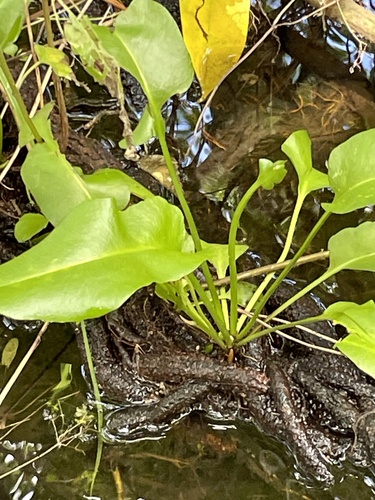 Acrostichum danaeifolium, photograph 4