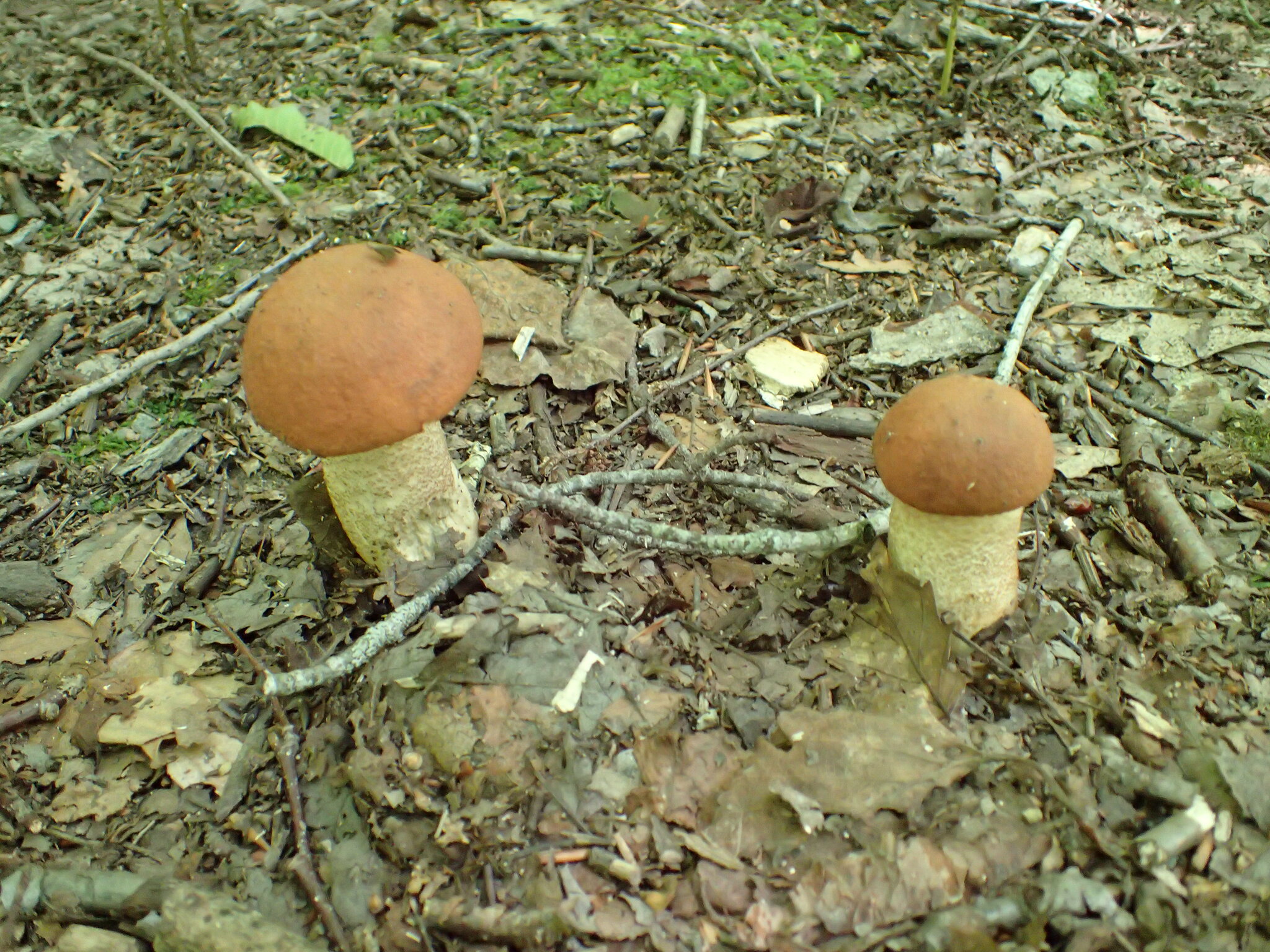 Koźlarz czerwony