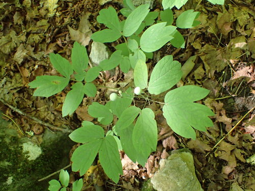 Caulophyllum giganteum, photograph 1