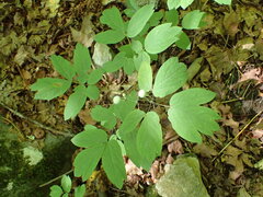 Caulophyllum giganteum, photograph author not stated, no rights reserved