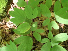 Caulophyllum giganteum
