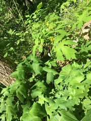 Stylophorum diphyllum