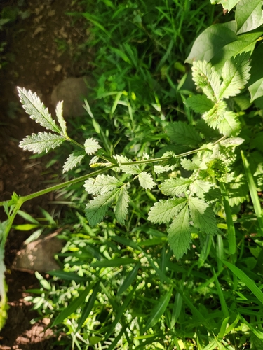 Agrimonia pubescens